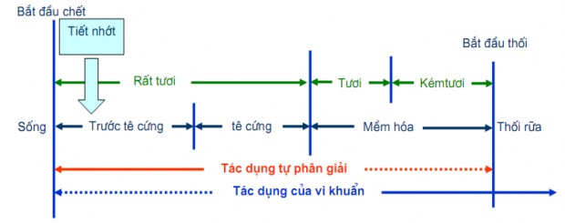 Hình 1 27 Sơ đồ biến đổi của cá nguyên liệu Cá lúc còn sống tiết chất 3