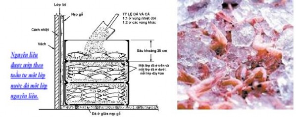 Hình 3 38 Phương pháp ướp đá trực tiếp 3 2 Ướp gián tiếp Ướp đá gián 1
