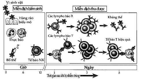 Ngược với hệ miễn dịch bẩm sinh có những đáp ứng miễn dịch khác được 2