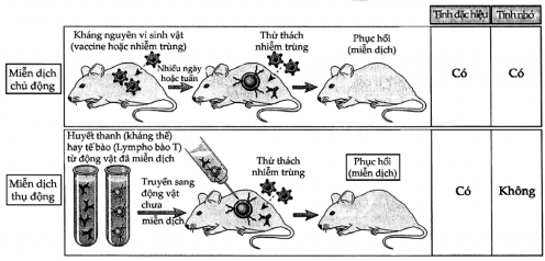 Hình 1 3 Miễn dịch chủ động và thụ động Miễn dịch chủ động được tạo 3