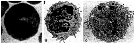 Hình 5 7 Hình thái thực bào đơn nhân A Hình ảnh kính hiển vi quang học của 1