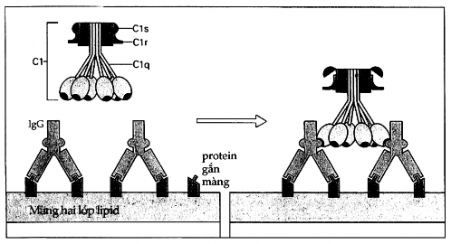 Hình 6 1 Cố định C1qrs Một cặp phân tử IgG liên kết với các phân tử protein 2