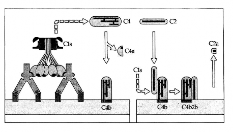 Hình 6 2 Sự hình thành C4b2b C1s cắt C4 tạo ra C4a và C4b C4b gắn vào màng tế 3