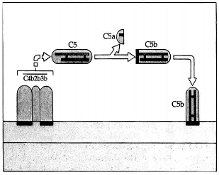 Hình 6 3 Cố định C5 C4b2b3b tách mảnh C5a từ chuỗi  của C5 ra Mảnh còn lại 4