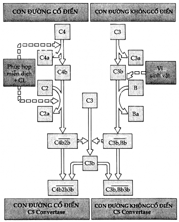 Hình 6 4 Hoạt động giống nhau của con đường cổ điển và không cổ điển 5
