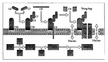 Hình 6 5 Sự hình thành phức hợp tấn công màng C5 9 Sau khi C5b gắn màng C6 và C7 6