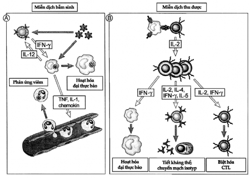 Hình 7 1 Các chức năng của cytokin trong sức đề kháng của cơ thể chủ A Trong 7