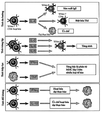 Hình 7 2 Các tính chất của cytokin Đây là các ví dụ về các tính chất của 1