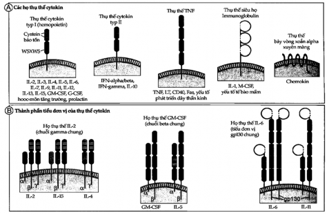 Hình 7 3A và B Cấu trúc của các thụ thể cytokin A Thụ thể của cytokin được 2