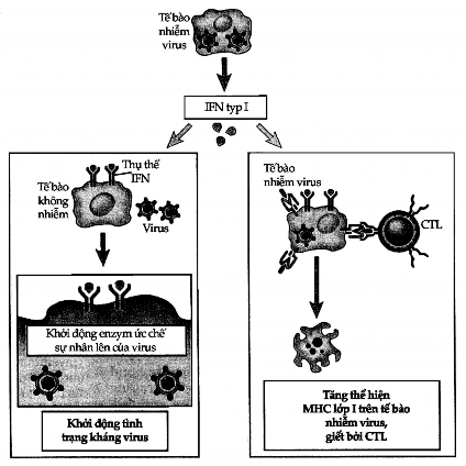 Hình 7 5 Hoạt tính sinh học của interferon typ I IFN typ I IFN  và IFN  1