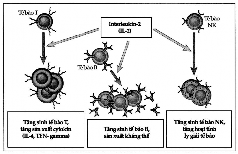Hình 7 6 Hoạt tính sinh học của IL 2 IL 2 kích thích sự tăng sinh và biệt hóa 2