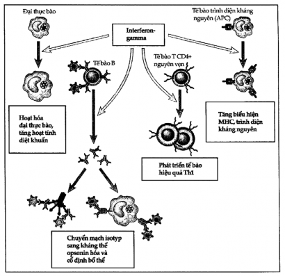 Hình 7 7 Hoạt tính sinh học của interferon  IFN  hoạt hóa đại thực bào 3