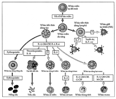 Hình 7 8 Vai trò của cytokin trong tạo máu Các cytokin khác nhau kích thích sự phát 4