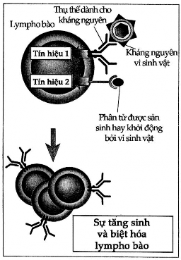 Hình 1 8 Yêu cầu hai tín hiệu đối với hoạt hoá lymphô bào Sự nhận diện 1
