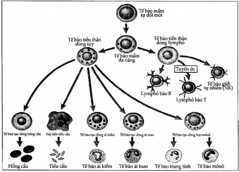 Hình 2 1 Sơ đồ của hoạt động tạo máu Sự phát triển của các dòng tế bào 2