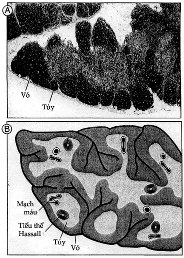 Hình 2 2 Hình thái tuyến ức A Hình ảnh kính hiển vi quang học của một thuỳ 3