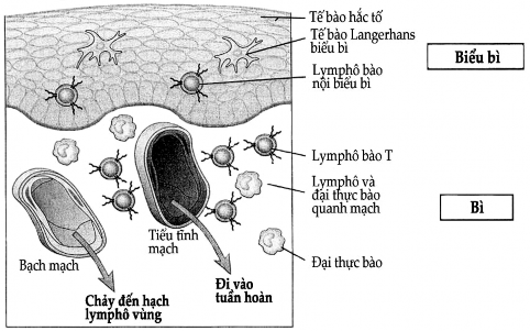 Hình 2 6 Các thành phần tế bào của hệ thống miễn dịch da Thành phần chủ 1