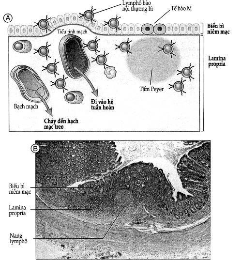 Hình 2 7 Hệ thống miễn dịch niêm mạc A Sơ đồ các thành phần tế bào của 2