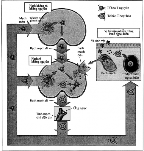 Hình 2 8 Các con đường tái tuần hoàn của lymphô bào T Tế bào T nguyên vẹn có 1