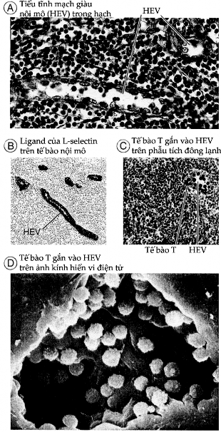 Hình 2 9 Tiểu tĩnh mạch giàu nội mô A Hình ảnh kính hiển vi quang học của 2
