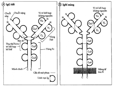 Hình 3 1 Cấu trúc của một phân tử kháng thể A Sơ đồ cấu trúc của một 1