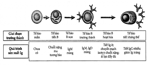 Hình 3 2 Sự bộc lộ Ig trong quá trình trưởng thành tế bào B Các giai đoạn 2