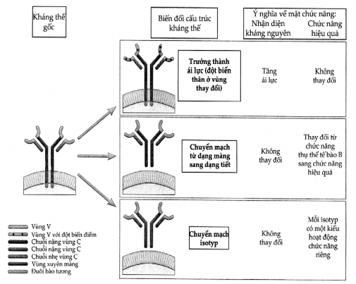 Hình 3 3 Các thay đổi của cấu trúc kháng thể trong quá trình đáp ứng miễn 1
