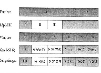 Ngoài ra còn có những locus phụ nằm ngoài phức hợp H 2 phức hợp TLA tham gia 1