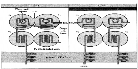 Hình 4 5 Sơ đồ minh họa cấu trúc các phân tử MHC lớp I và II Sơ đồ cho thấy 2