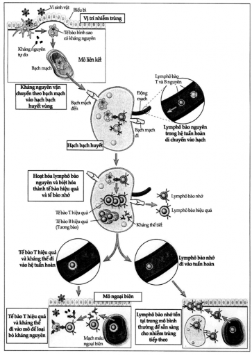 Hình 5 1 Tóm tắt đáp ứng miễn dịch in vivo Kháng nguyên được các tế bào có 4