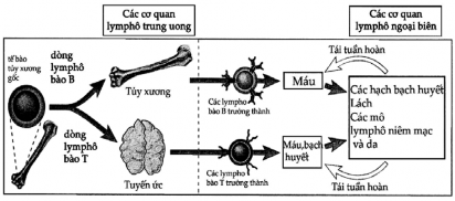 Hình 5 3 Sự trưởng thành của tế bào lymphô Sự trưởng thành của tế bào 2