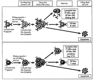 Hình 5 4 Các giai đoạn hoạt hoá lymphô bào Tế bào lymphô B nguyên vẹn hình 3