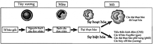Hình 5 6 Sự trưởng thành của thực bào đơn nhân Thự c bào đơn nhân phát 5
