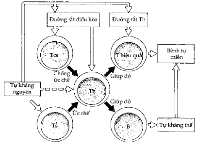 Hình 11 5 Bệnh tự miễn do mất kiểm soát phản ứng tự miễn Tế bào B tự 1