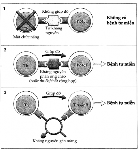 Hình 11 6 Khởi động phản ứng tự miễn qua đường tắt 1 đối với tế bào T 2