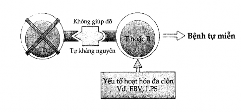 Hình 11 7 Khởi động phản ứng tự miễn bằng đường tắt 2 đối với tế bào 3