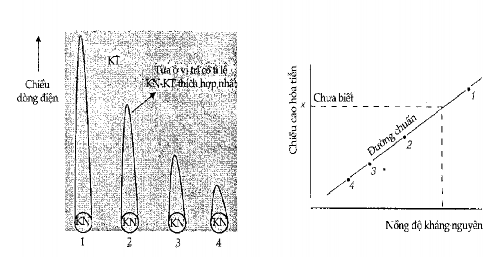 Có nhiều kháng thể đơn clôn không cho tủa với kháng nguyên tương ứng điều 1