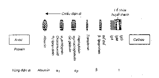 Hình 12 4 Nguyên lý của điện di protein huyết thanh Các dải M có thể định 2