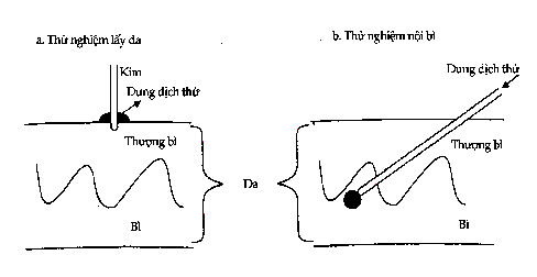 Hình 12 8 Các thử nghiệm bì a Thử nghiệm lẩy b Thử nghiệm nội bì Kỹ 1