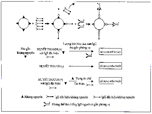 Hình 12 9 Nguyên lý của phép đo kháng thể IgE đặc hiệu dị nguyên Hình 12 10 2