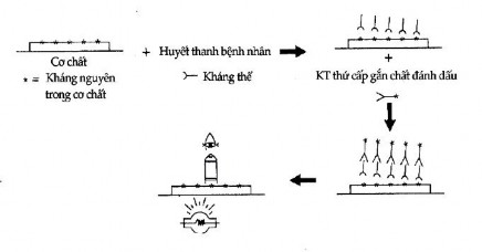 Hình 12 11 Miễn dịch huỳnh quang gián tiếp Việc phân tích kết quả của xét 4