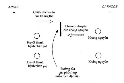 Hình 12 12 Điện di miễn dịch ngược dòng Điện di miễn dịch ngược dòng 1