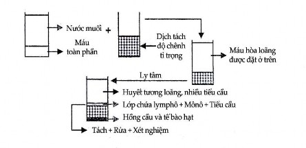 Hình 12 13 Quy trình tách tế bào lymphô ra khỏi máu toàn phần Lymphô bào B hầu 2