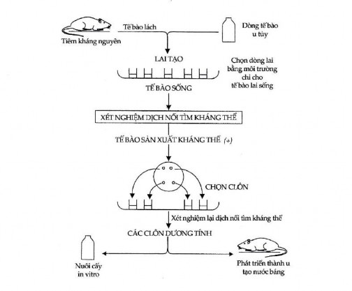 Hình 12 14 Nguyên lý sản xuất kháng thể đơn clôn Trong những năm vừa qua 1
