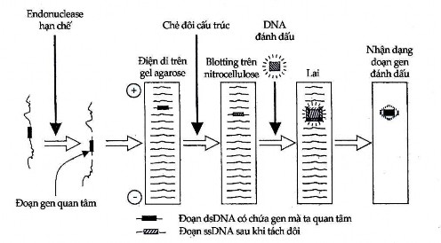 Hình 12 15 Lập bản đồ gen bằng kỹ thuật Southern Blot Trong kỹ thuật Southern 2