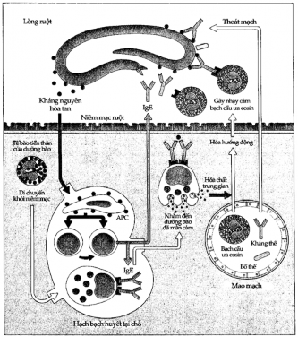 Hình 9 1 Vai trò có lợi của IgE trong nhiễm ký sinh trùng Khi nhiễm giun sán kháng 1