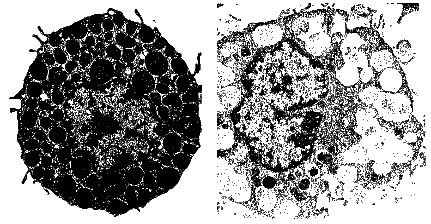 Hình 9 2 Hình ảnh kính hiển vi điện tử của tế bào mast của chuột Tế bào 2