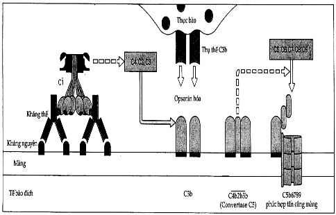 Hình 9 5 Hoạt hóa bổ thể trong phản ứng quá mẫn typ II Kháng thể gắn với 2