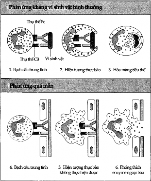 Hình 9 6 Cơ chế gây tổn thương Phản ứng chống vi khuẩn bình thường 1 Tế 3
