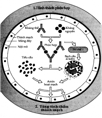 Hình 9 10 Sự lắng đọng của phức hợp miễn dịch trên thành mạch máu Kháng 1